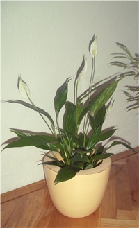 2eef7174-Picture 159.jpg